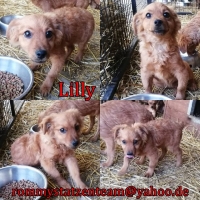Lilly Collage