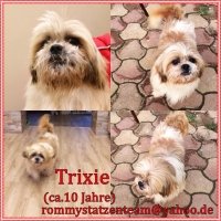 Trixie Collage