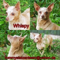 Whispy Collage