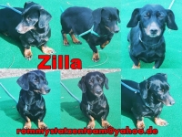 Zilla Collage