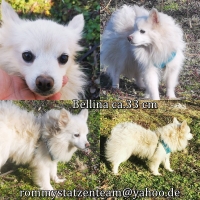 Bellina Collage