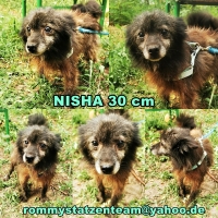 Nisha Collage