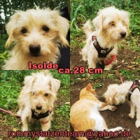 Isolde Collage