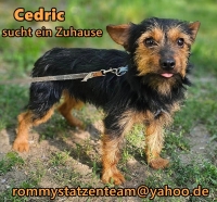 Cedric2