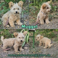 Muggel Collage