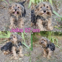 Jelka Collage