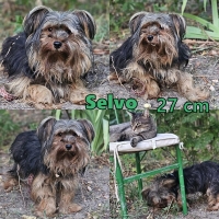 Selvo Collage