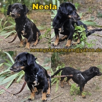 Neela2