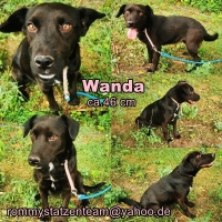 Wanda Collage