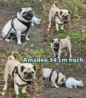 Amadeo1