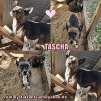 Tascha Collage neu