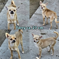 Terry Collage