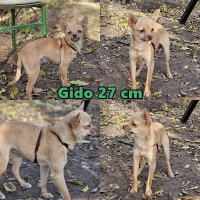 Gido2