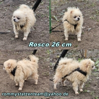 Rosco Collage