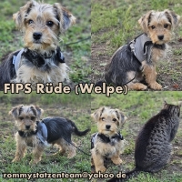 Fips Collage
