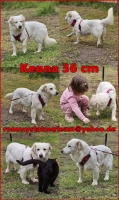 Keona Collage neu