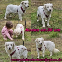 Keona Collage