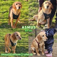 Asmus Collage neu