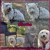 Eliette Collage