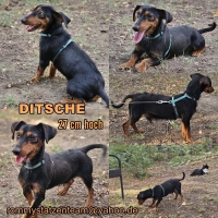 Ditsche Collage