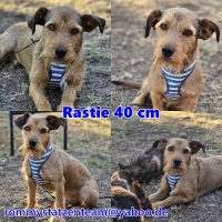 Rastie Collage