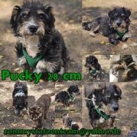 Pucky Collage