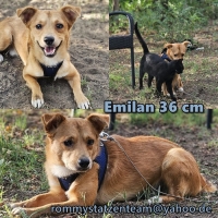 Emilan Collage