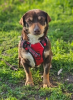 Dotti2