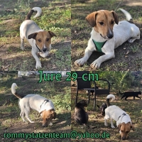 Jure Collage