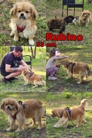 Rubino Collage neu