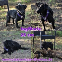 IngMarie Collage