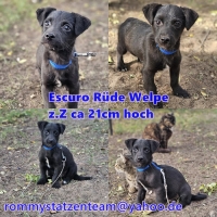 Escuro Collage