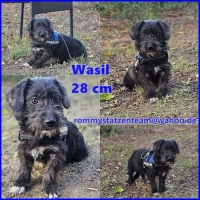Wasil Collage