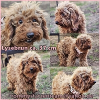 Lysebrun Collage