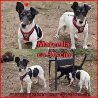 Marcella Collage