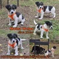 Moina Collage