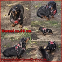 Hutzel Collage