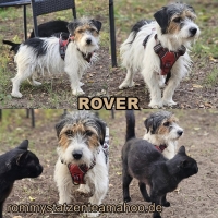 Rover Collage