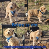 Brios Collage