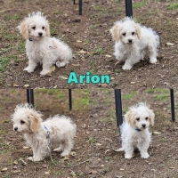 Arion Collage