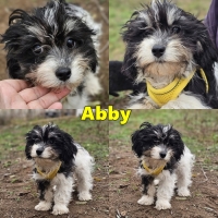 Abby Collage