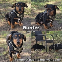Gunter Collage