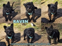 Raven Collage neu