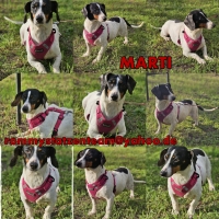 Marti Collage neu