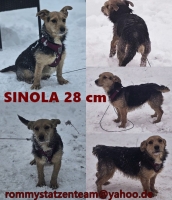 Sinola Collage