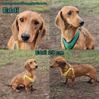 Eddi Collage