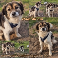 Oddi Collage neu