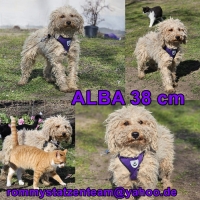 Alba Collage