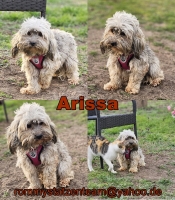 Arissa Collage