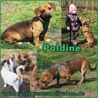 Poldine Collage